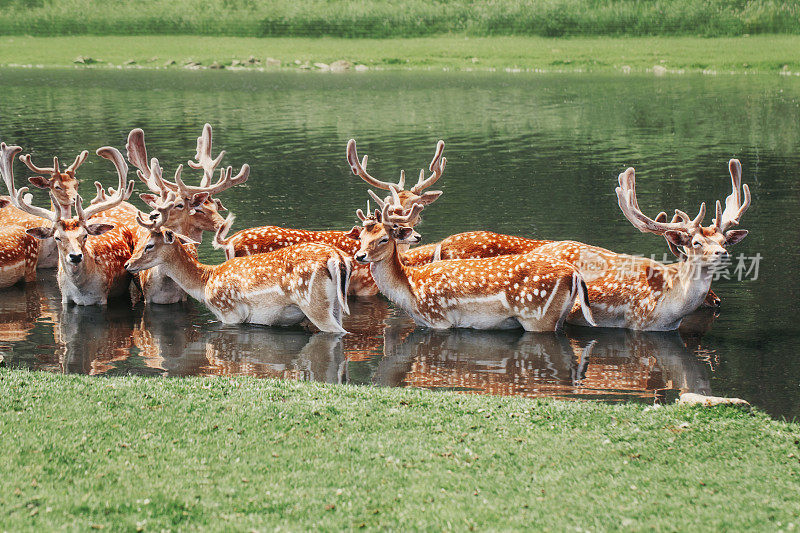 Large group of fallow deer resting in pond water on summer. Herd animals dama dama swimming chilling in river on hot day. Wildlife beauty in nature.